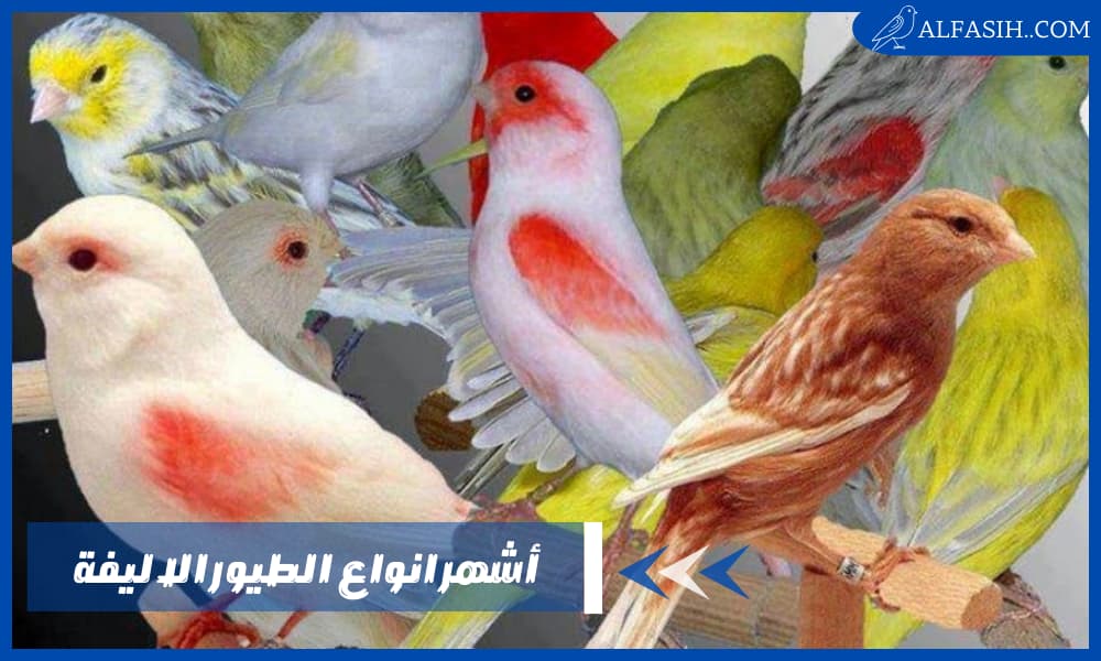 أشهر انواع الطيور الاليفة للتربية في المنزل