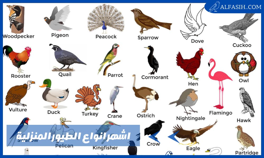 أشهر انواع الطيور المنزلية التي يمكنك اقتنائها