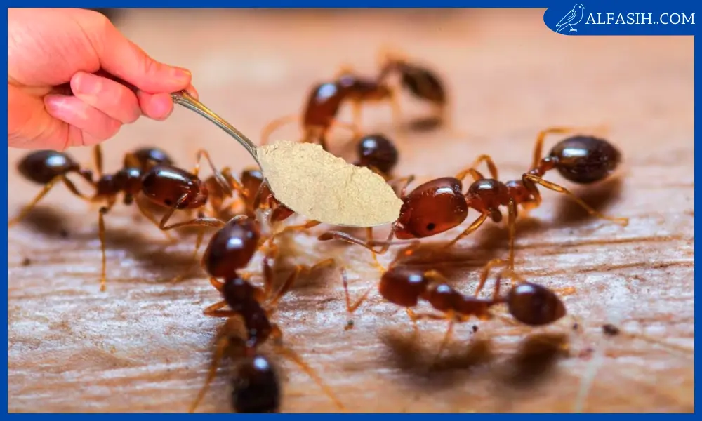 طريقة طرد النمل من المنزل2