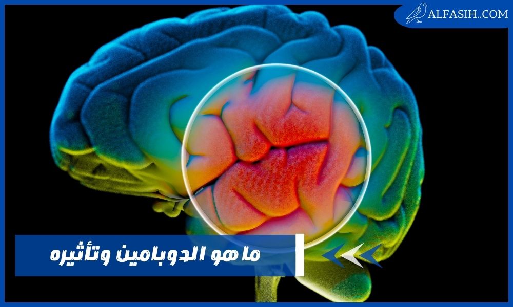 ما هو الدوبامين ودوره وتأثيره على المخ