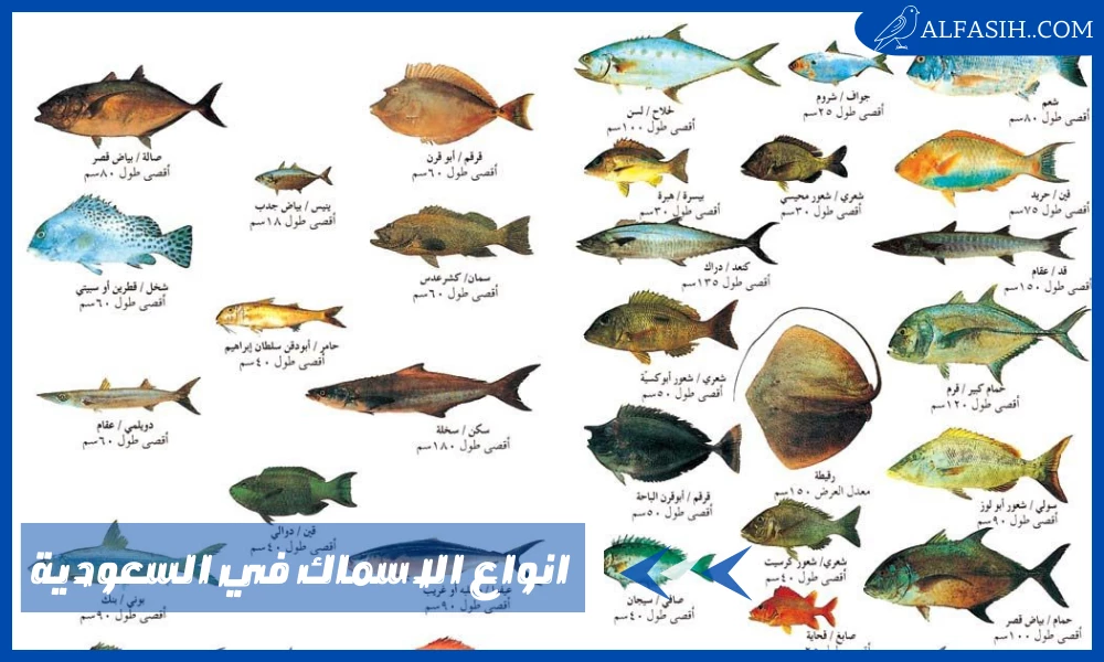 انواع الاسماك في السعودية