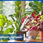 انواع النباتات المنزلية