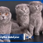 سعر قطط سكوتش فولد في مصر