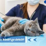 كيفية التعامل مع القطط بعد عملية التعقيم