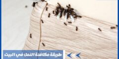 طريقة مكافحة النمل في البيت
