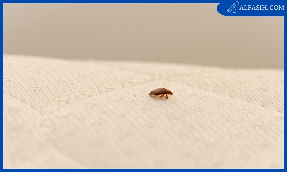 عوامل جذب الحشرات الصغيرة في الحمام