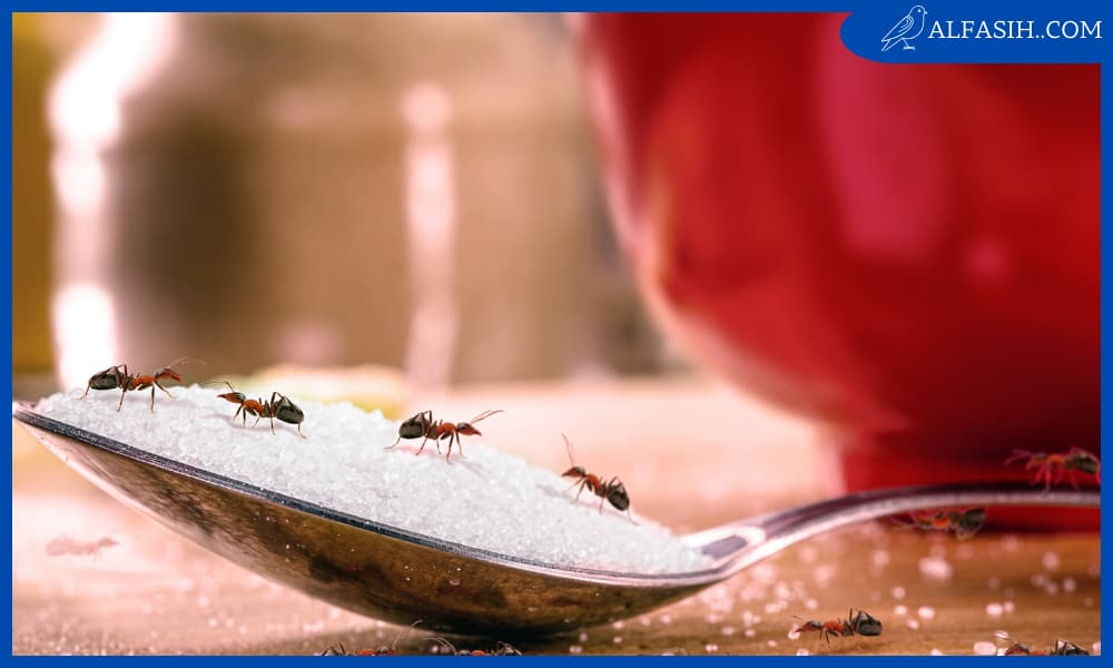 نصائح لمكافحة النمل في البيت