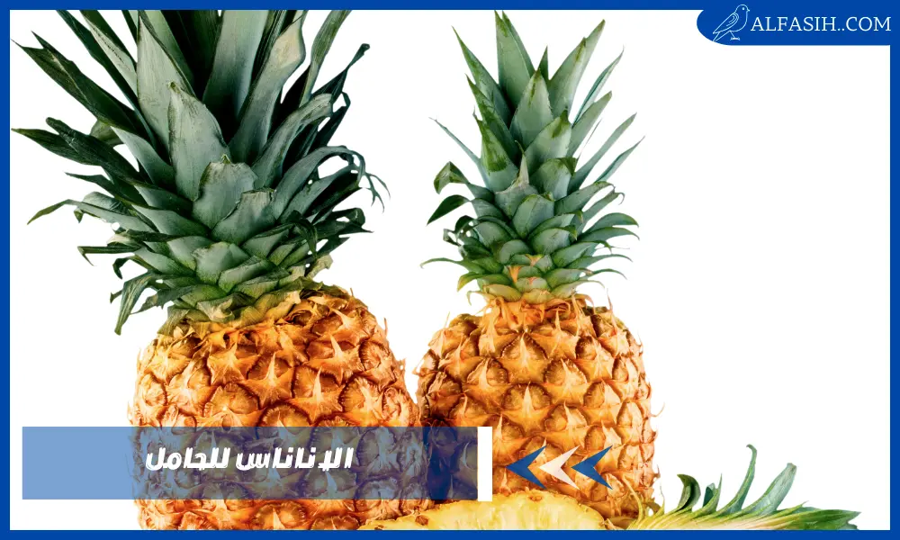 الاناناس للحامل