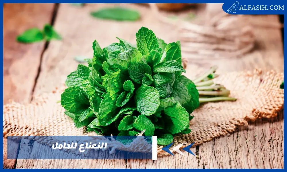 فوائد النعناع للحامل وتأثيره على الجنين في الشهور الأولى