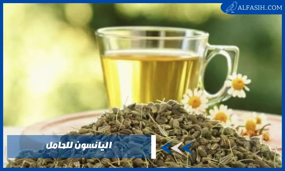 اليانسون للحامل