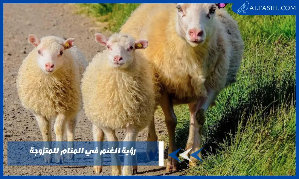 رؤية الغنم في المنام للمتزوجة
