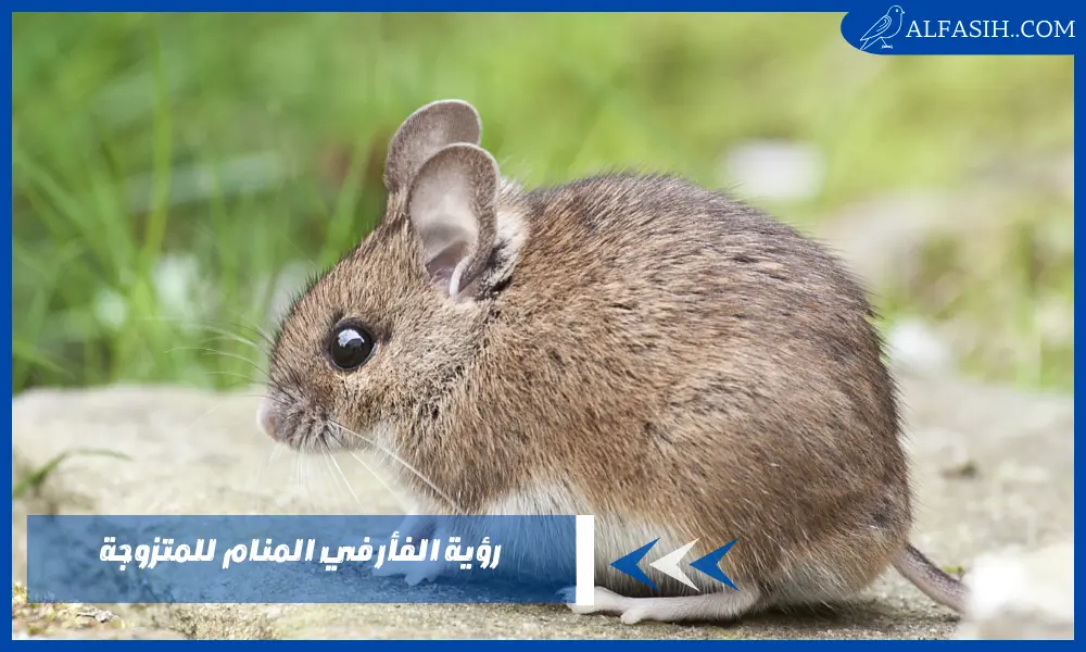 رؤية الفأر في المنام للمتزوجة
