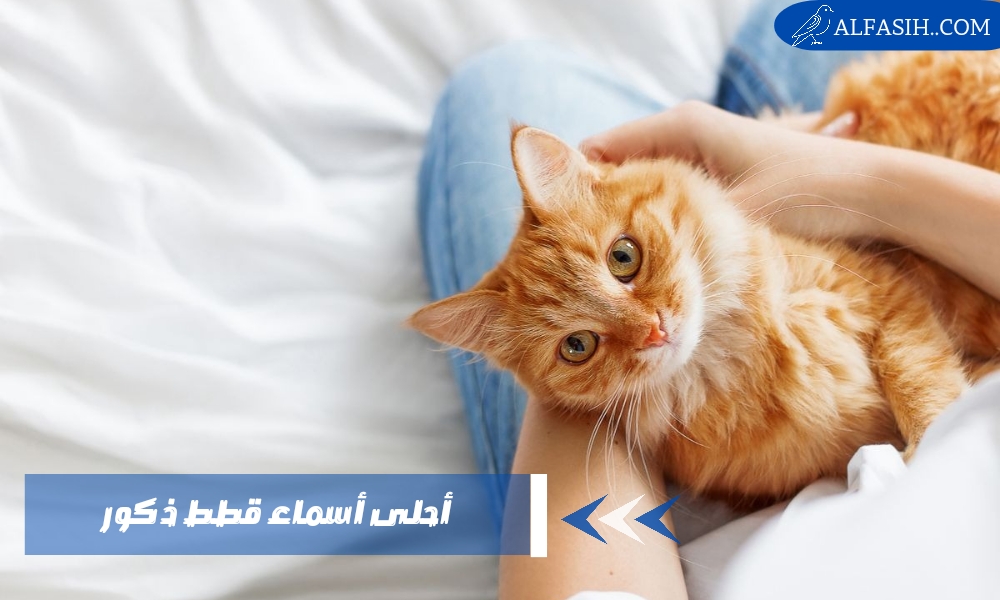 أحلى اسماء قطط ذكور جديدة 2024 ومعانيها
