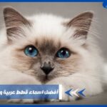 أفضل اسماء قطط عربية ومعانيها 2024