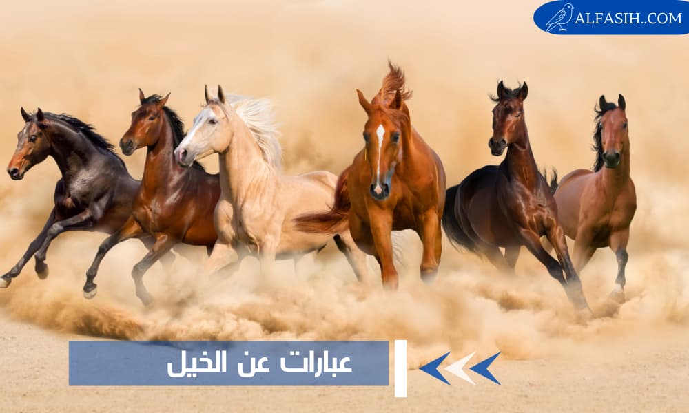 عبارات عن الخيل مميزة تصف العلاقة الجميلة مع فارسها
