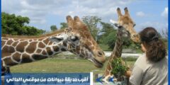أقرب حديقة حيوانات من موقعي الحالي في الرياض ومكة بالتفاصيل