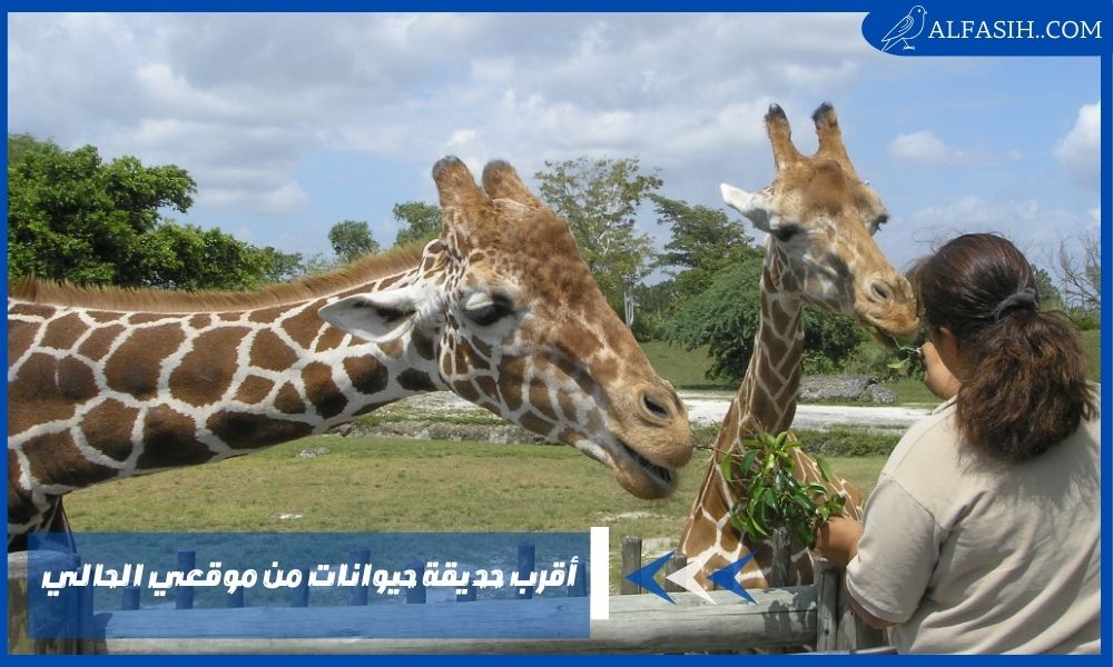 أقرب حديقة حيوانات من موقعي الحالي في الرياض ومكة بالتفاصيل