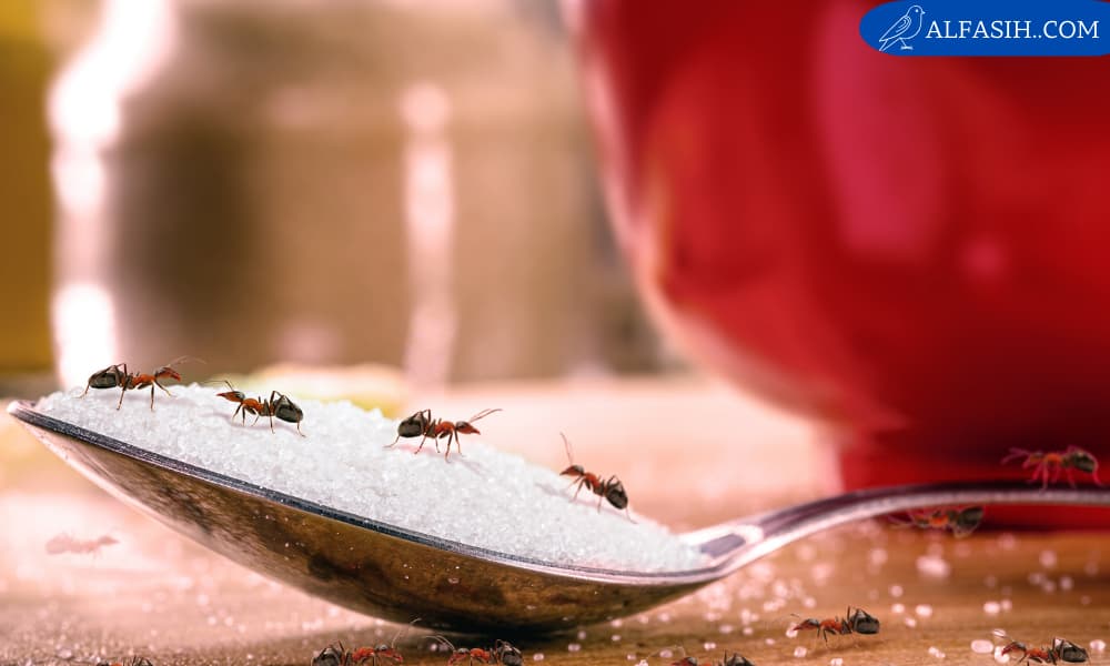 الوقاية من النمل