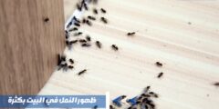 ظهور النمل في البيت بكثرة وطريقة التخلص منه