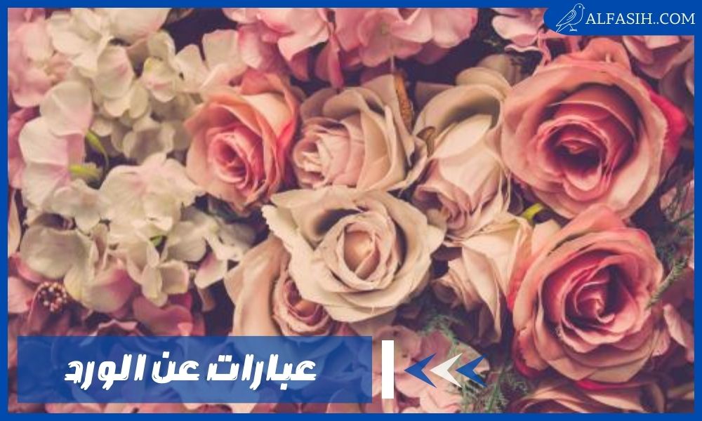 عبارات عن الورد – أجمل كلام غزل عن الورود