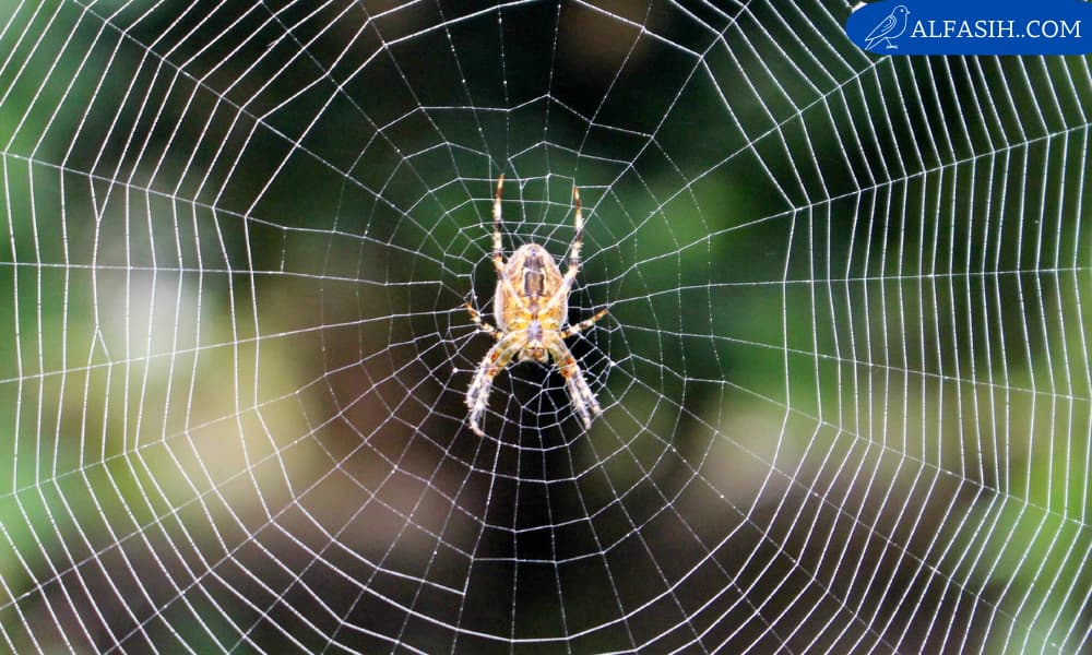 قدوم العناكب فجأة إلى المنزل