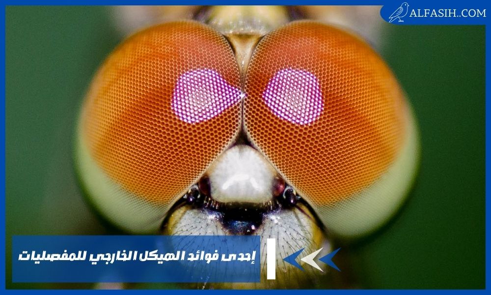 إحدى فوائد الهيكل الخارجي للمفصليات هي حماية أنسجة الجسم الطرية