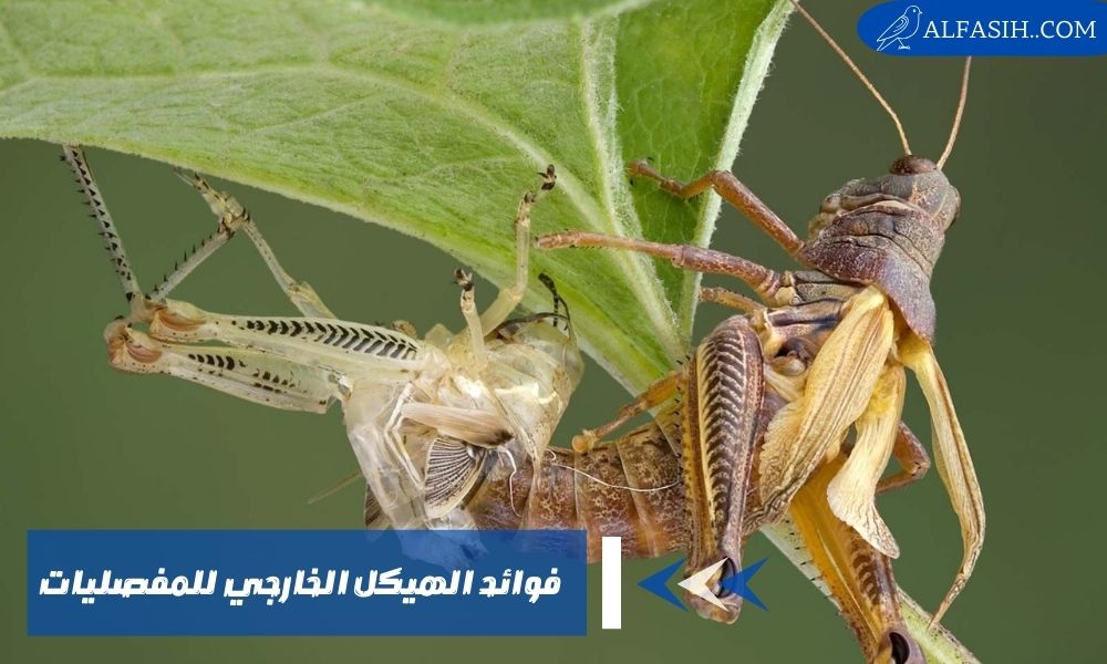 فوائد الهيكل الخارجي للمفصليات