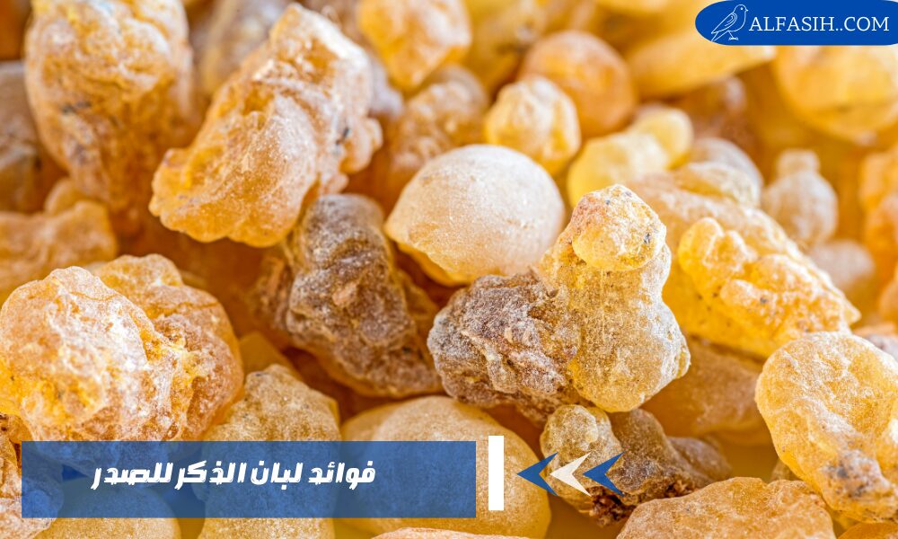 فوائد لبان الذكر للصدر